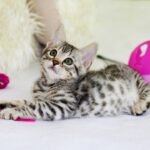 Photo Cat Pokémon