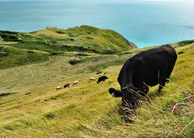 Moo-velous Mabel and Bessie: Tales of Two Beloved Cows